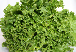 Lettuce - GREEN Leaf 